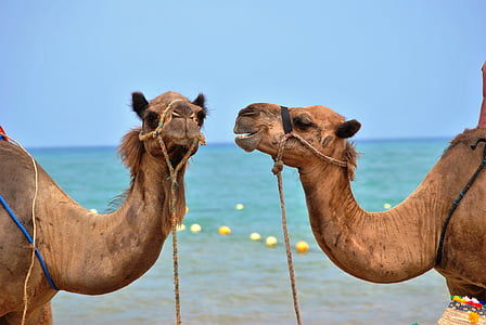 δύο, καφέ, καμήλα, κοντά σε:, σώμα, νερό, της ημέρας