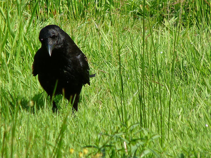 Carrion crow, pássaro, natureza