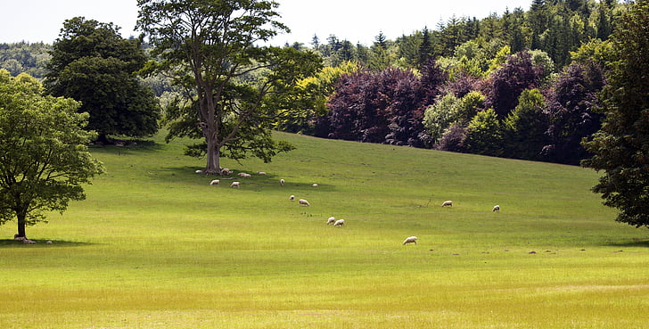 South downs, West sussex, paesaggio inglese, erba, albero, pecore al pascolo, natura