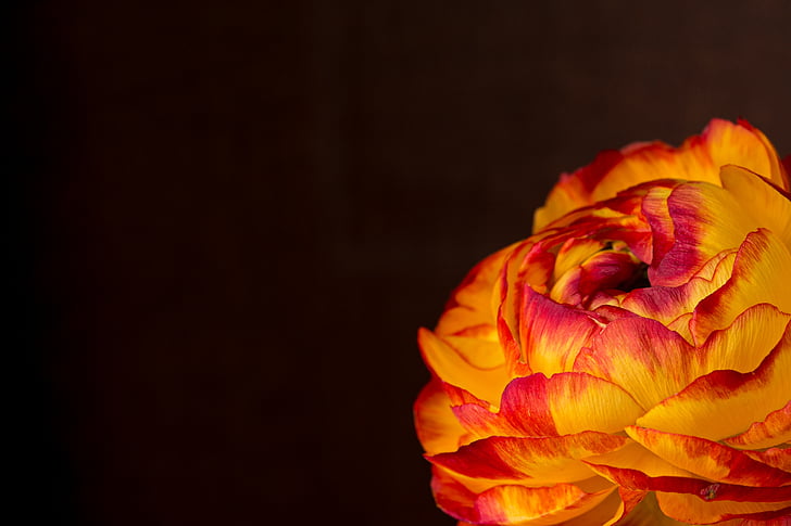 ranunculus, flower, blossom, bloom, orange, yellow red, petals
