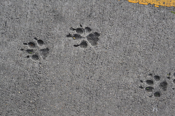 kõnniteel, koera lugu, koer, jälgida, tsement, maa, Road