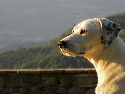 câine, animale, Profilul, animale de companie, bot, priveşte, alb