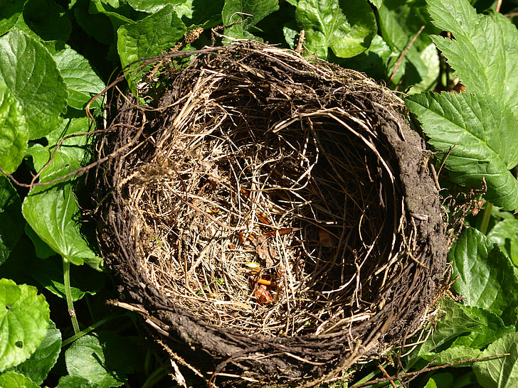 nest, bird's nest, nesting place, nature, hatchery