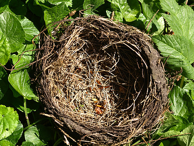 巣, 鳥の巣, 営巣地, 自然, 孵化場