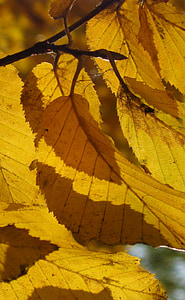 fogliame, autunno, giallo, ombra, foglia, natura, stagione