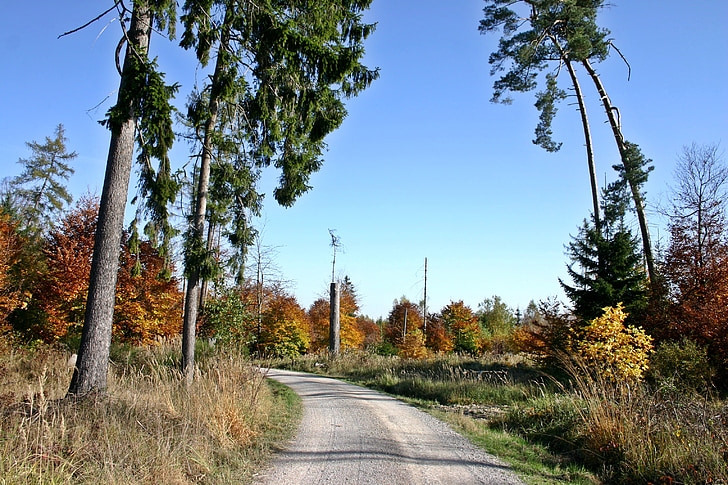 лес, Лесная троинка, природный парк, Schönbuch, дерево, Осень, Осенью листва
