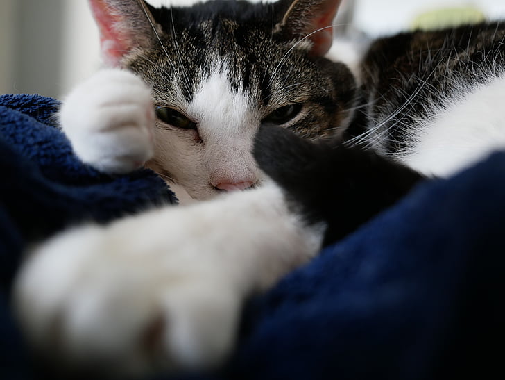 Kot, zrelaksowany, snu, ładny, Kot domowy, zwierząt, Lucky cat