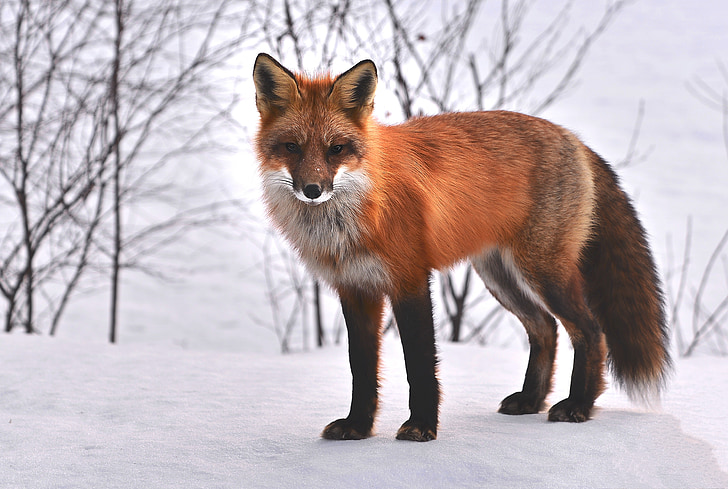 Fox, Thiên nhiên, động vật, Roux, động vật, động vật hoang dã, tuyết