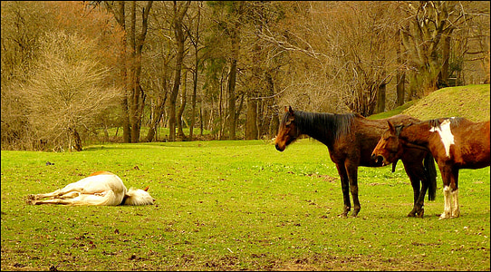 馬, 馬, 動物, 動物, 乗る, 自然, たてがみ
