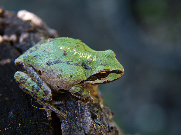 green, frog, amphibian, creature, small, animal, laubfrosch