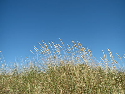 beach, sky, grasses, fehmarn, field, dry grass, summer
