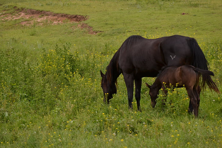 horses, foal, black horse, branded, color