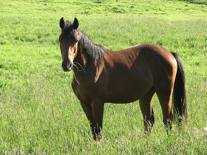 horse, brown, meadow, pasture, grass, green, mane