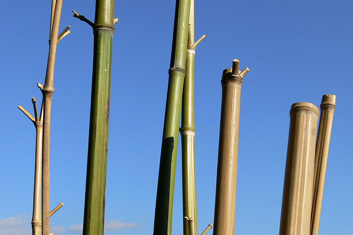 bambú, cielo, Cannes, tallos
