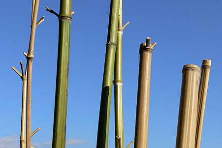 bambus, nebo, Cannes, stebla