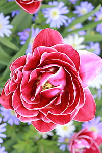 tulipaner, blomster, vakkert
