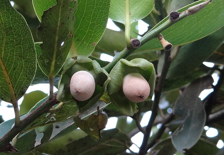 Diospyros malabarica, Kendu, fruta de bebé, árbol de Gaub, ébano de Malabar, en blanco y negro ébano, ébano luna pálida