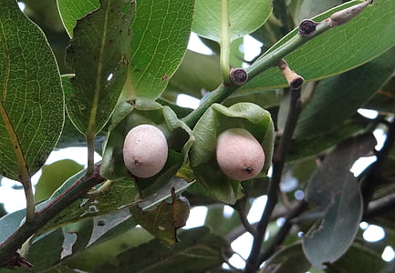 Diospyros malabarica, Kendu, frutta del bambino, albero Gaub, Malabar ebano, in bianco e nero ebano, ebano luna pallida