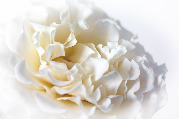 τριαντάφυλλο, μακροεντολή, λευκό, άνθος, άνθιση, Κλείστε, λουλούδι