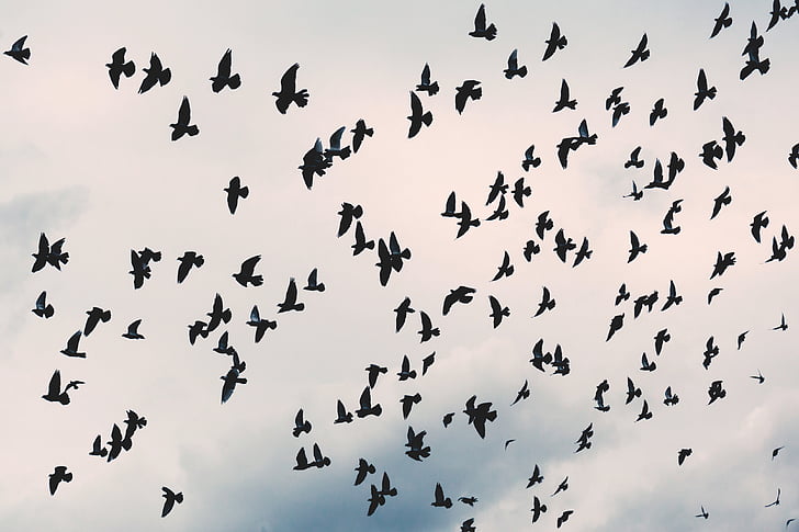 flock, birds, flew, low, angle, view, sky
