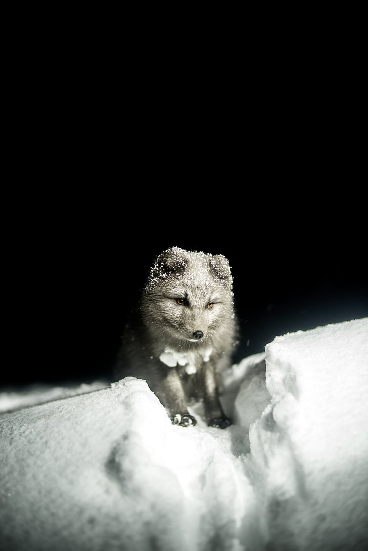 fotografering, grå, Wolf, sne, felt, sort og hvid, Fox
