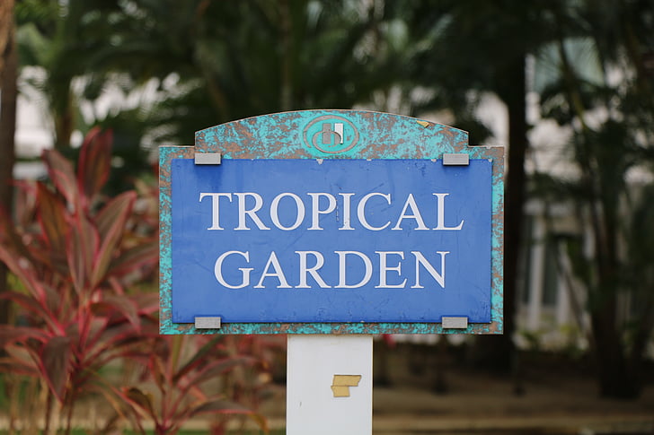 Tropical, trädgård, Hilton, San, Juan