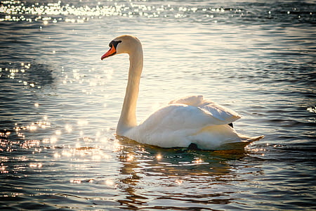 swan, water, bird, lake, white, feather, nature