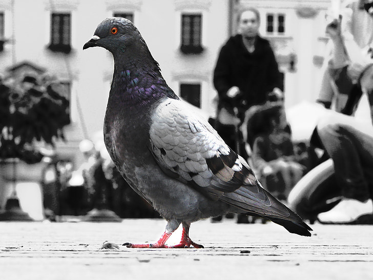 гълъб, птица, животни, снимка, Черно и бяло, цвят