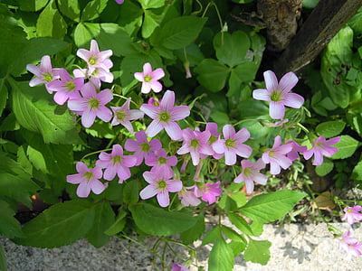 presēšana zāli mērce, violetu ziedu, garšaugi