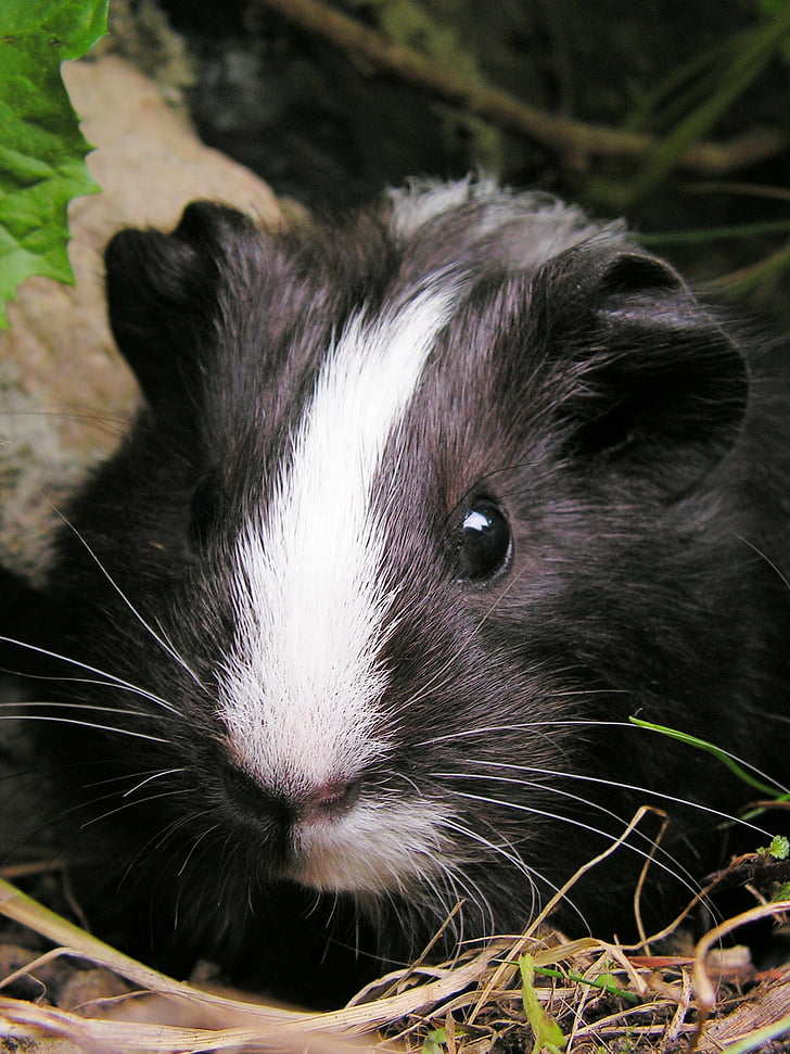 guinea-pig, black, female, portrait, head