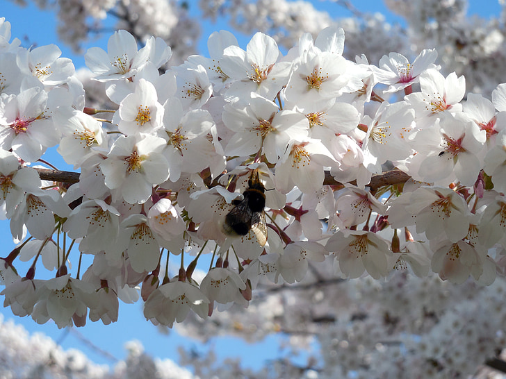 Hummel, насекомое, kisrchblüten, Цветы, Блум, Весна, Природа