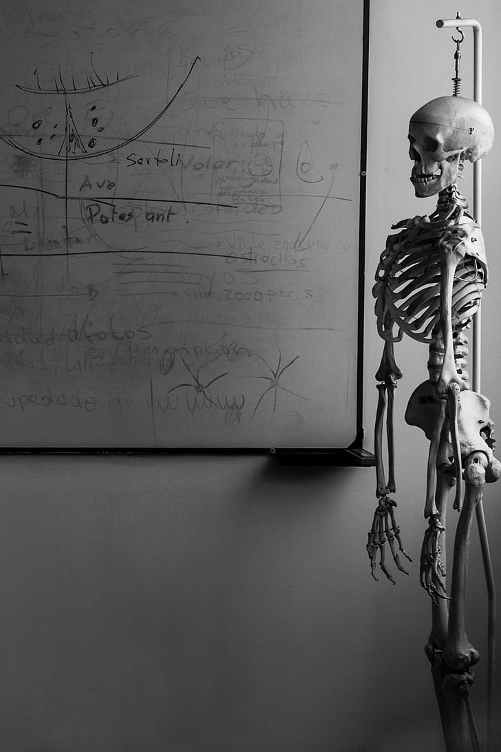 σκελετός, Βιολογία, Σαλόνι