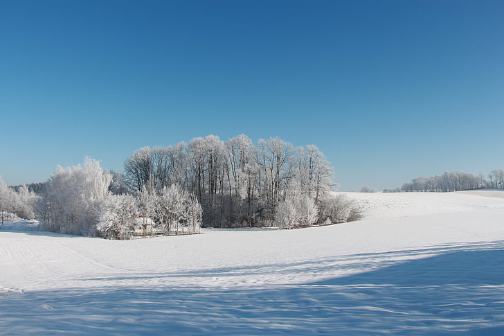 neu, l'hivern, paisatge, hivernal, cel blau, neu Prat, cobert de neu
