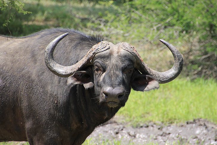 Buffalo, Kruger national park, Krueger, dzikich zwierząt, park narodowy, Afryka, zwierząt