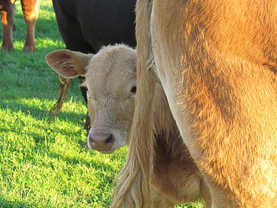 veal, cow, pasture, cattle, animals, farm, breeding