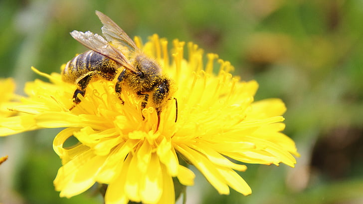 Bee, Blossom, blomst, pollen, pollinering, makro, APIer