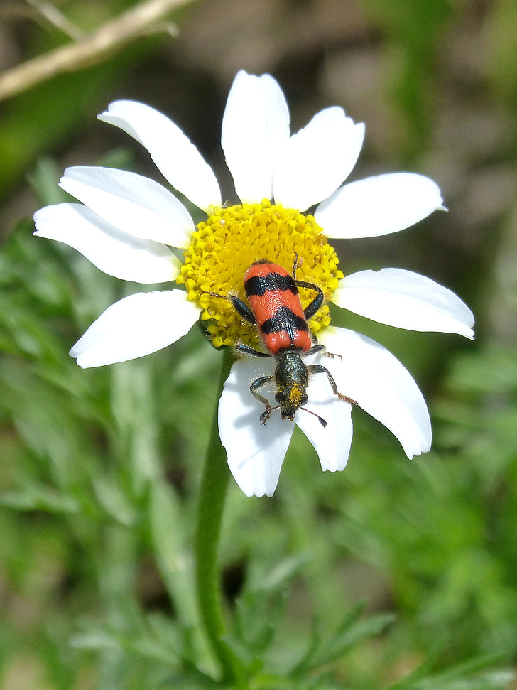 beetle, flower, meloidea, mylabris, mylabris variabilis, daisy