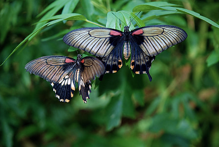 noir, papillon, rouge, blanc, insecte, coloré, ailes