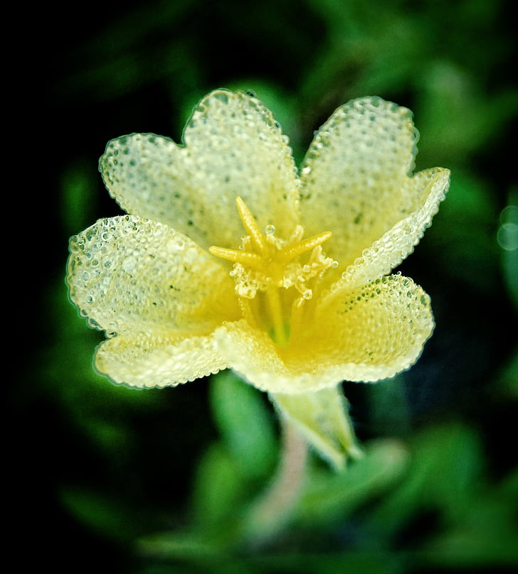 bunga, kuning, alam, putih, basah, transparan, gelembung