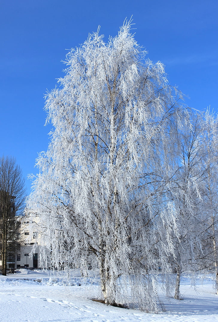 Oulu, Finland, Vinter, snø, Frost, himmelen, skyer
