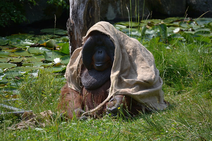 Boras, Parque zoológico, orangután