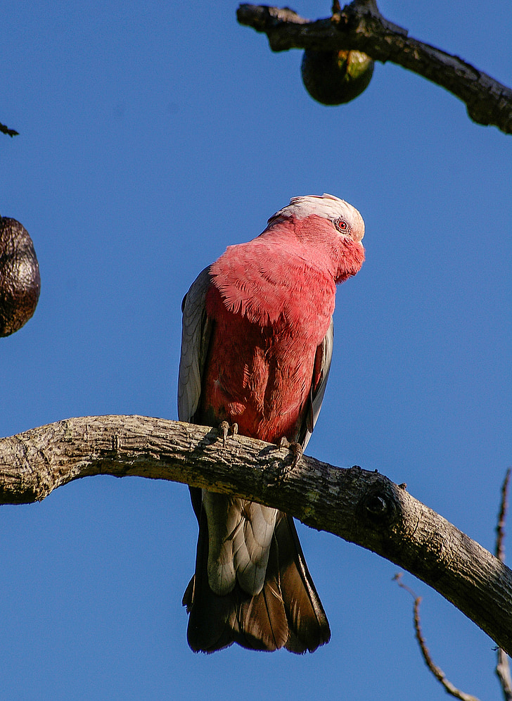 galah, rose-breasted cockatoo, parrot, bird, pink, grey, white
