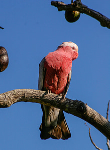 rosenkakadua, Rose-breasted kakadua, papegoja, fågel, Rosa, grå, vit