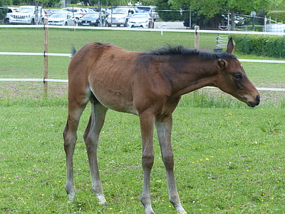 foal, coupling, pasture, paddock, young animals, grass, horse breed
