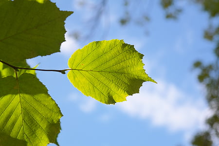 Leaf, Zelená, Back light, Sky, lieskový oriešok leaf, Lieska obyčajná, Corylus avellana