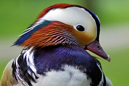 Mandarin, Duck, fugl, flot, sidelæns, lederen af den, farver