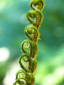 Paparčio formos šakelės, fiddlehead, iškočiokite, vyniotinis, augalų, žalia, lapai