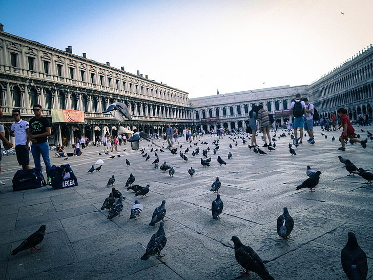mensen, kijken naar, kudde, duiven, Rome, St Markâ€™ s Square, Piazza san marco