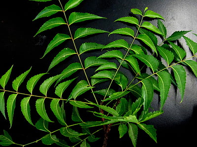 feuilles de neem, Neem, Herb, feuille, nature, plante, couleur verte