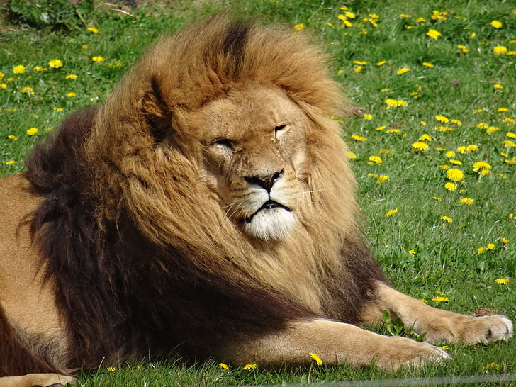oroszlán, Yorkshire wildlife park, lazing én vagyok a nap, háborús sebek